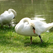 Photo de Cygne