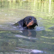 Photo de Rottweiler