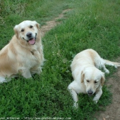 Photo de Golden retriever