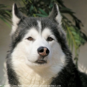 Photo de Husky siberien