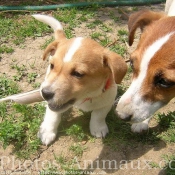 Photo de Jack russell terrier