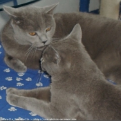 Photo de Chartreux