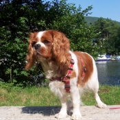 Photo de Cavalier king charles spaniel