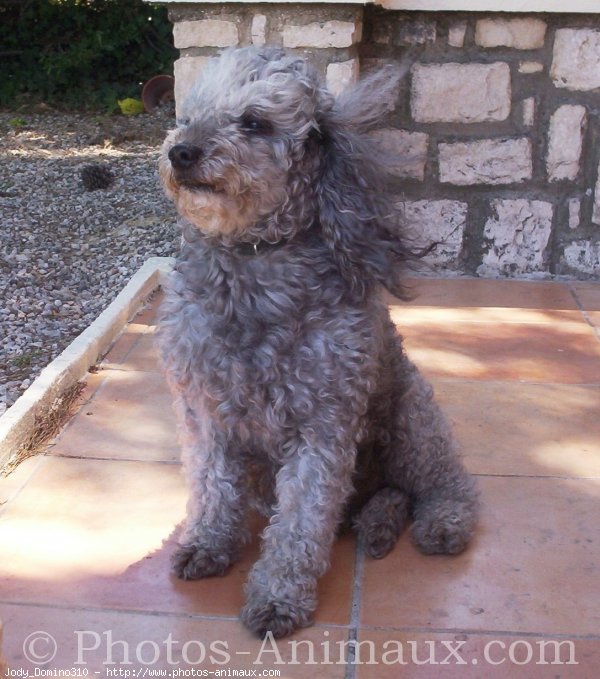 Photo de Caniche moyen