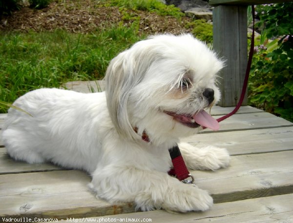 Photo de Shih tzu