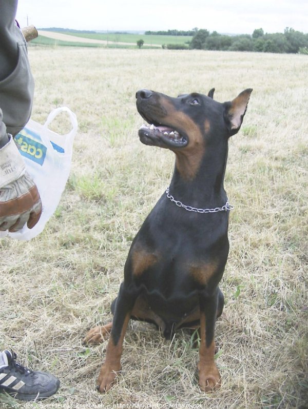 Photo de Dobermann