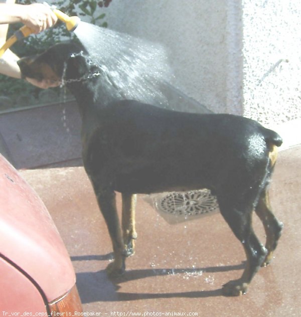 Photo de Dobermann