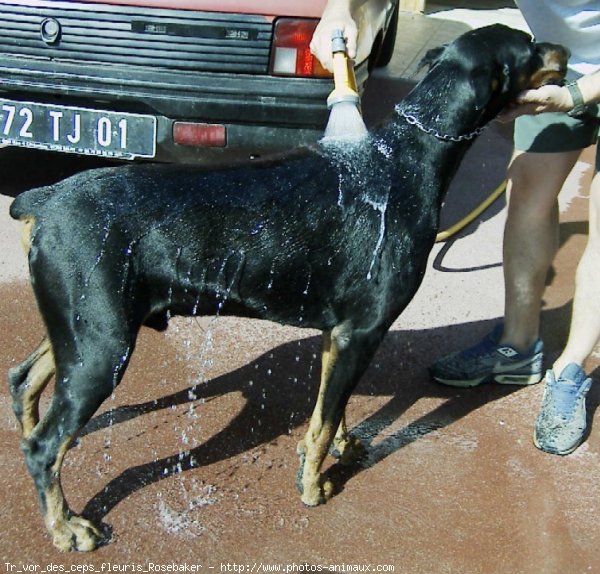 Photo de Dobermann