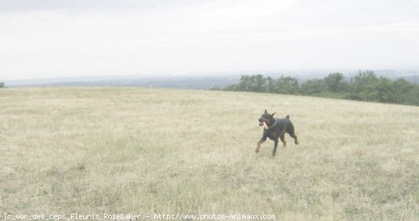 Photo de Dobermann