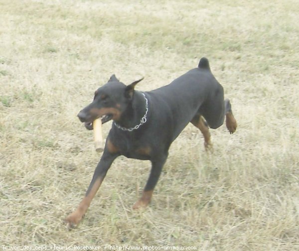 Photo de Dobermann