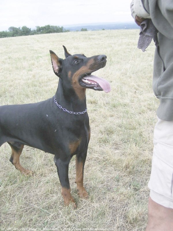 Photo de Dobermann