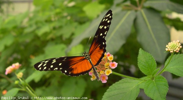 Photo de Papillon