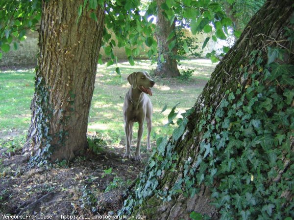 Photo de Braque de weimar poil court