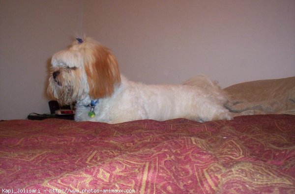 Photo de Lhassa apso