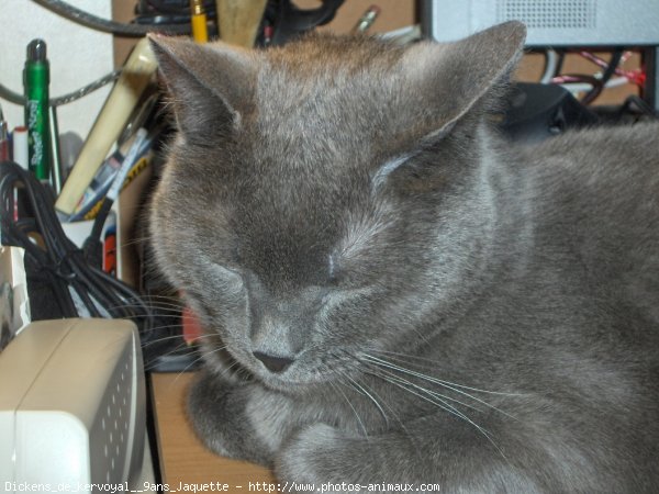 Photo de Chartreux