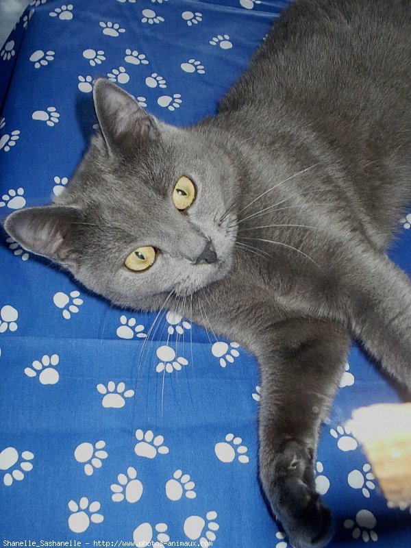 Photo de Chartreux