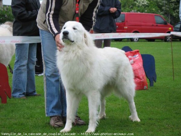 Photo de Chien de montagne des pyrnes