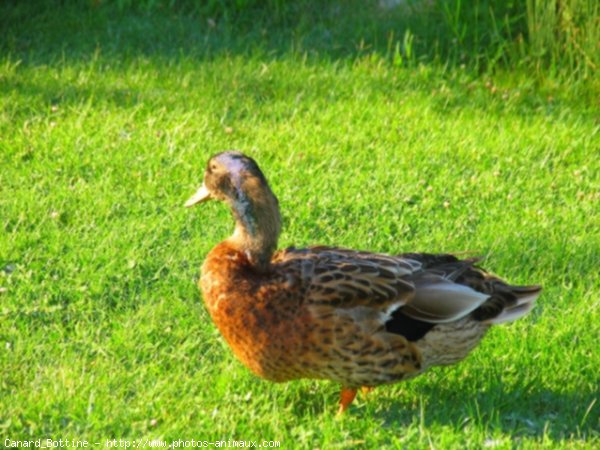 Photo de Canard