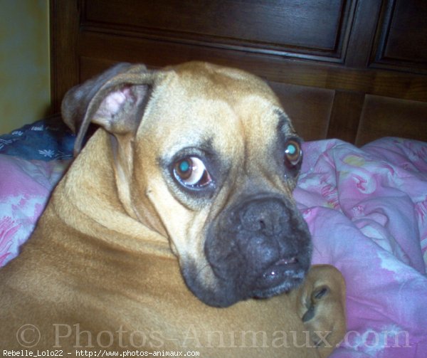 Photo de Boxer