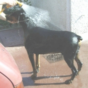 Photo de Dobermann