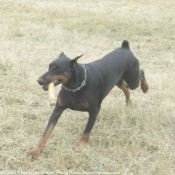 Photo de Dobermann