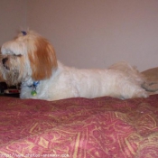 Photo de Lhassa apso