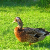 Photo de Canard