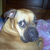 Photo de Boxer