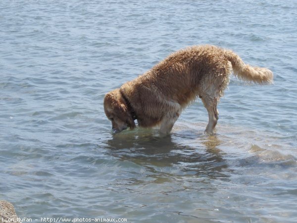 Photo de Golden retriever