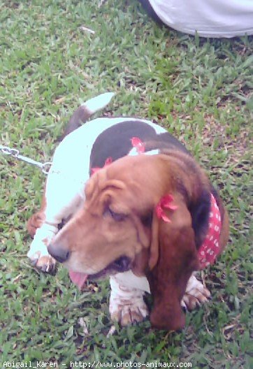 Photo de Basset hound