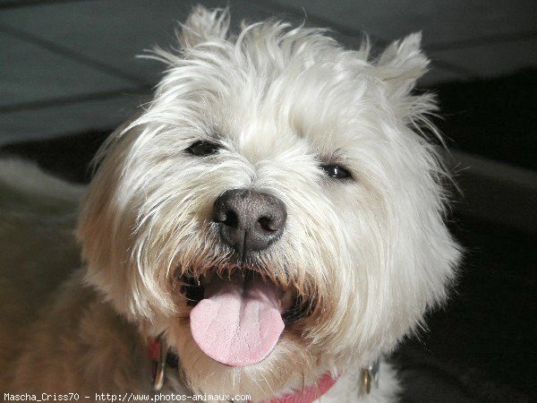 Photo de West highland white terrier