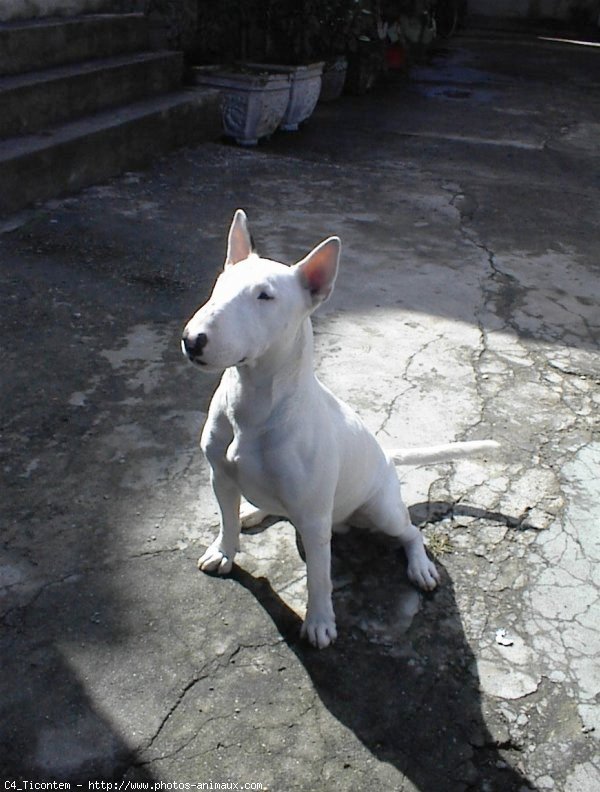 Photo de Bull terrier miniature