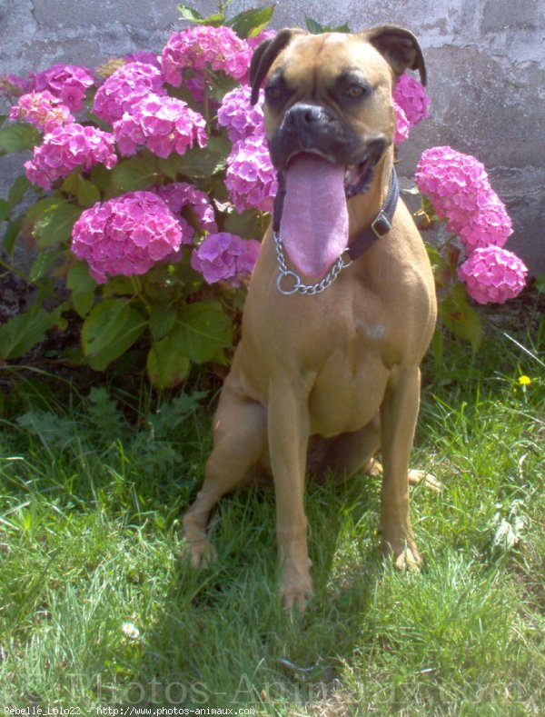 Photo de Boxer