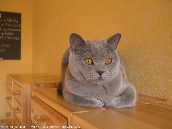 Photo de British shorthair