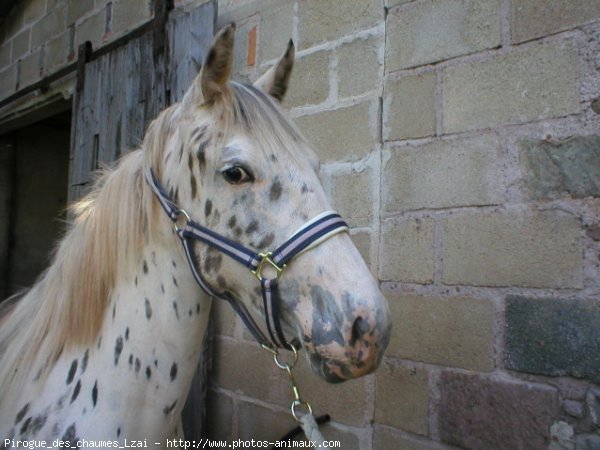 Photo d'Appaloosa