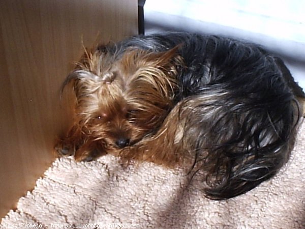 Photo de Yorkshire terrier