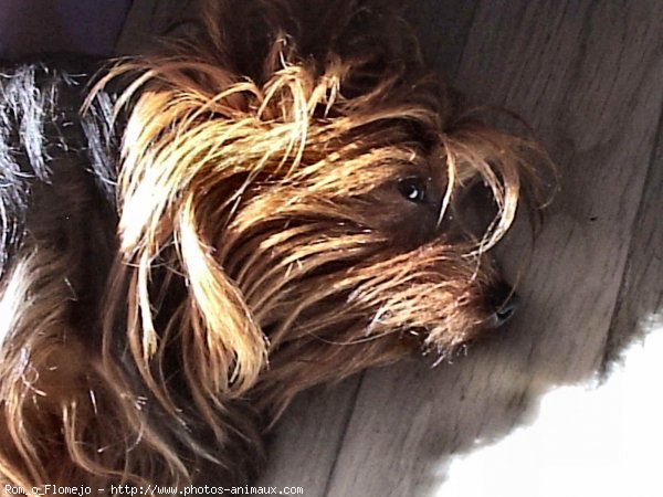 Photo de Yorkshire terrier