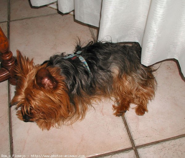 Photo de Yorkshire terrier