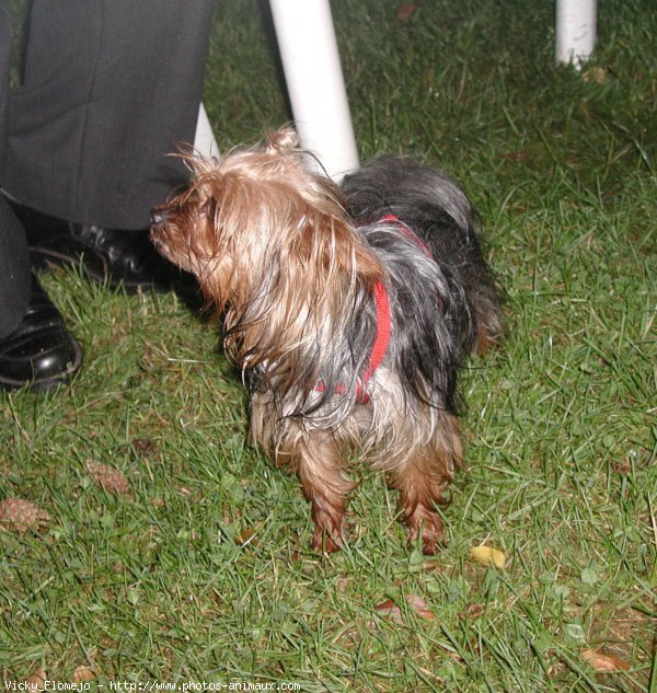 Photo de Yorkshire terrier