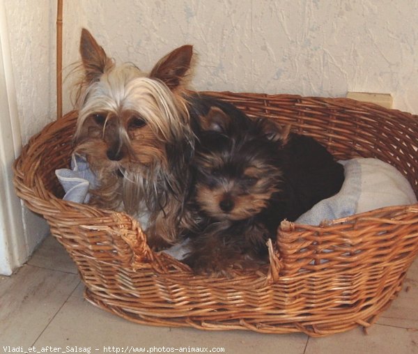 Photo de Yorkshire terrier