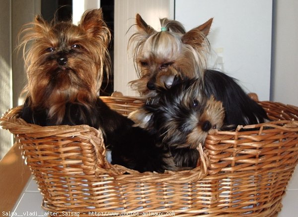 Photo de Yorkshire terrier