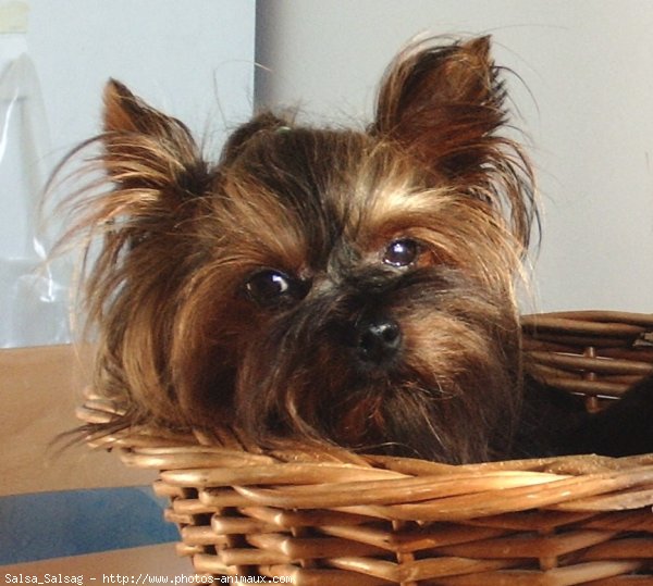 Photo de Yorkshire terrier