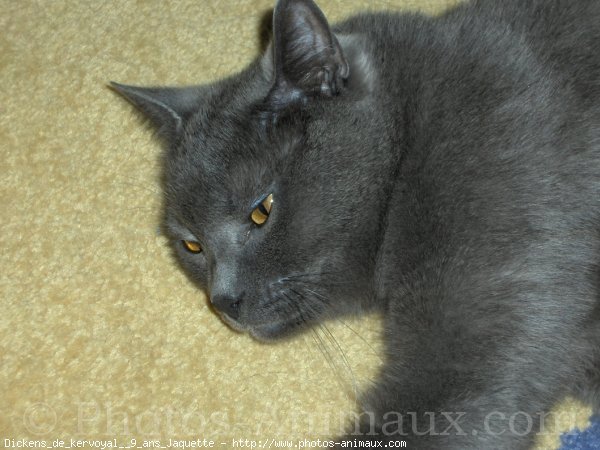 Photo de Chartreux