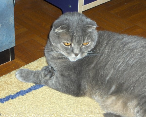 Photo de Scottish fold