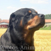 Photo de Rottweiler