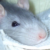 Photo de Rat