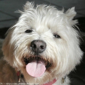 Photo de West highland white terrier