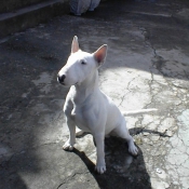 Photo de Bull terrier miniature