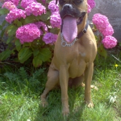 Photo de Boxer