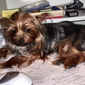 Photo de Yorkshire terrier